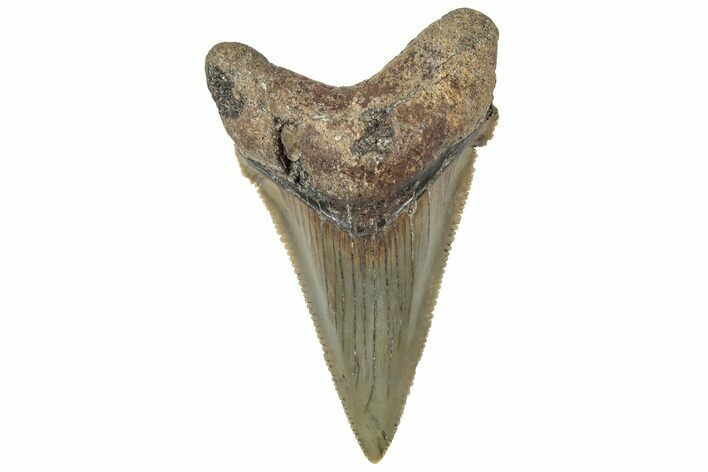 Serrated Angustidens Tooth - Megalodon Ancestor #308032